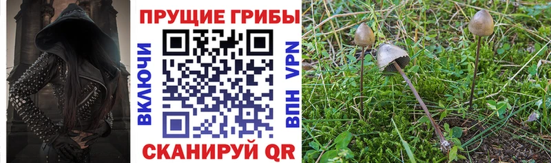мега сайт  Шацк  Псилоцибиновые грибы Magic Shrooms 